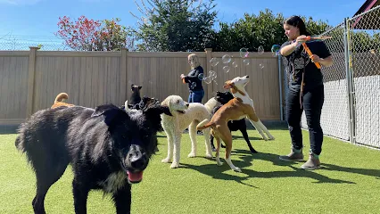A Dog’s Best Friend Doggy Daycare & Training