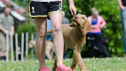 AlphA and Omega Dog Training - Miami