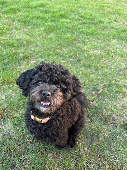 Back To Basics Dog Training