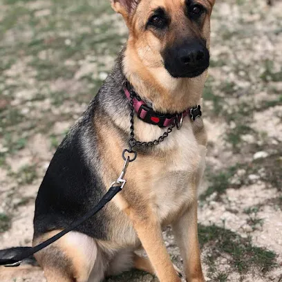 Boerne Canine Academy LLC