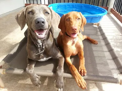 Carmel Dog Zone
