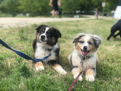 Coexist Dog Training & Services