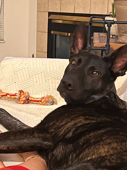 Columbus K9 Coach Dog Training, LLC