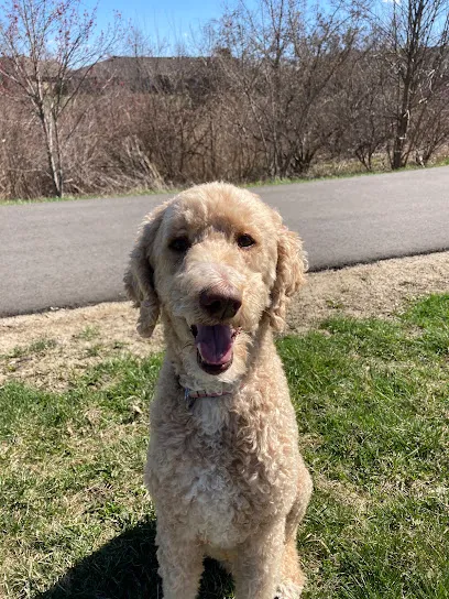 Crossroads Canine Academy & Daycamp