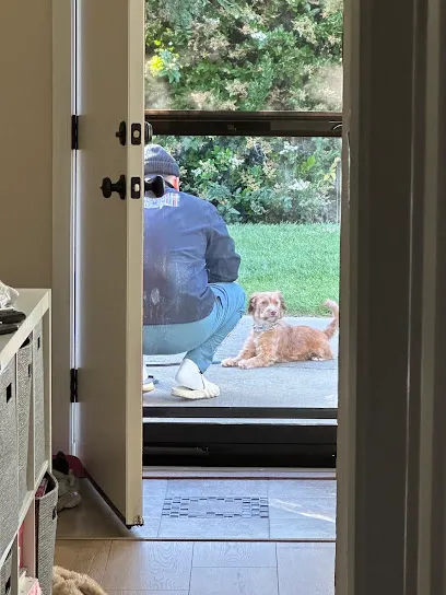 Diamond Dogs Dog Training