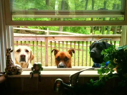 Dog Boarding With A Family