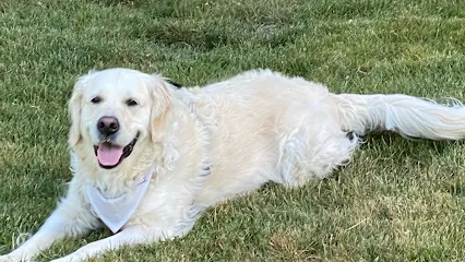 Dog Expert Cyd!