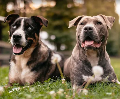 Dogs We Trust - Dog Training