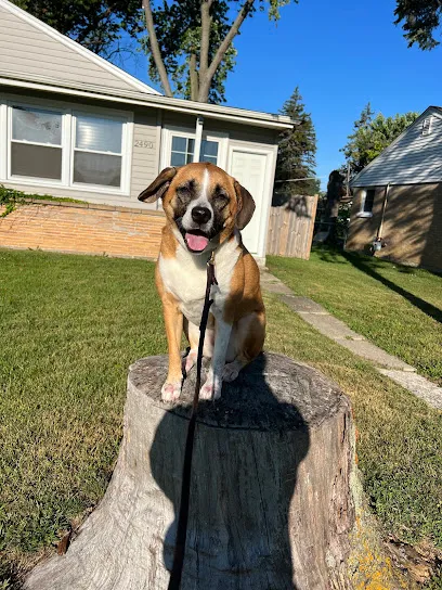 Every Single Day Dog Training