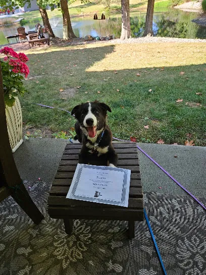 Indy K9 Services