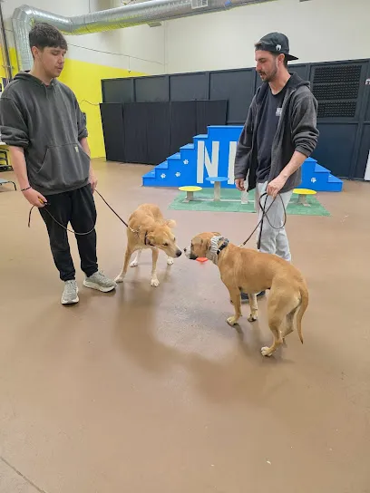 Norton Dog Training