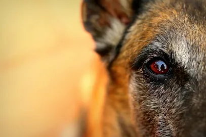 Prana Dog Training & Behavior Modification
