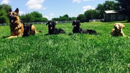 Puptown Houston Dog Training
