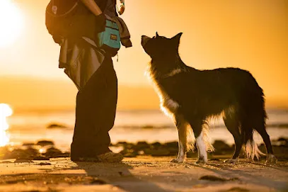 Shake On It Dog Training