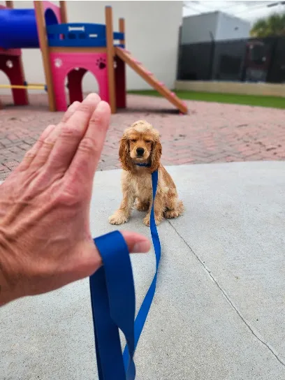 Smart Start Puppies - Dog Training