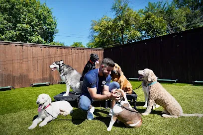 Starr Dog Behavior