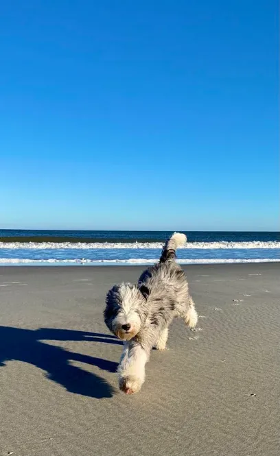 Suburban K9 Dog Training