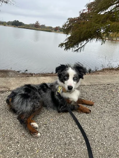 Team Dog with Yasmin, LLC