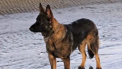 The Canine Classroom