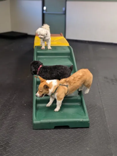 The Pup Yard Somerville