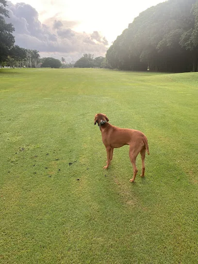 TrainwithOsama - Dog Training