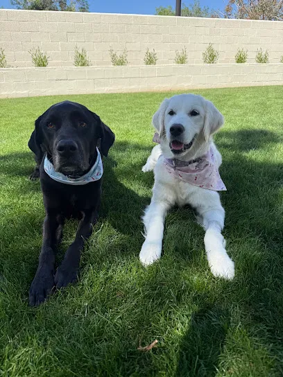 Triumph Dog Training