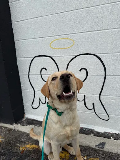 Vernon Dog Training