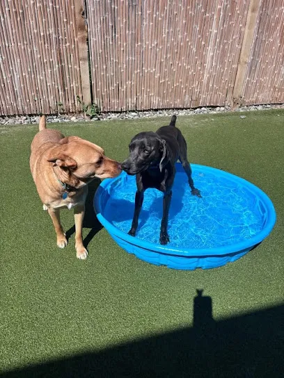 Zen Doggy Den | Dog Training Boarding Day Care